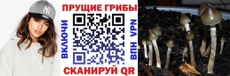 кракен как зайти  Лесозаводск  Псилоцибиновые грибы прущие грибы 